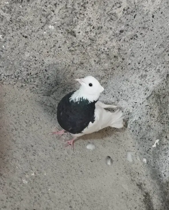 کبوتر طوقی کاکل|پرنده|خلیل آباد, |دیوار