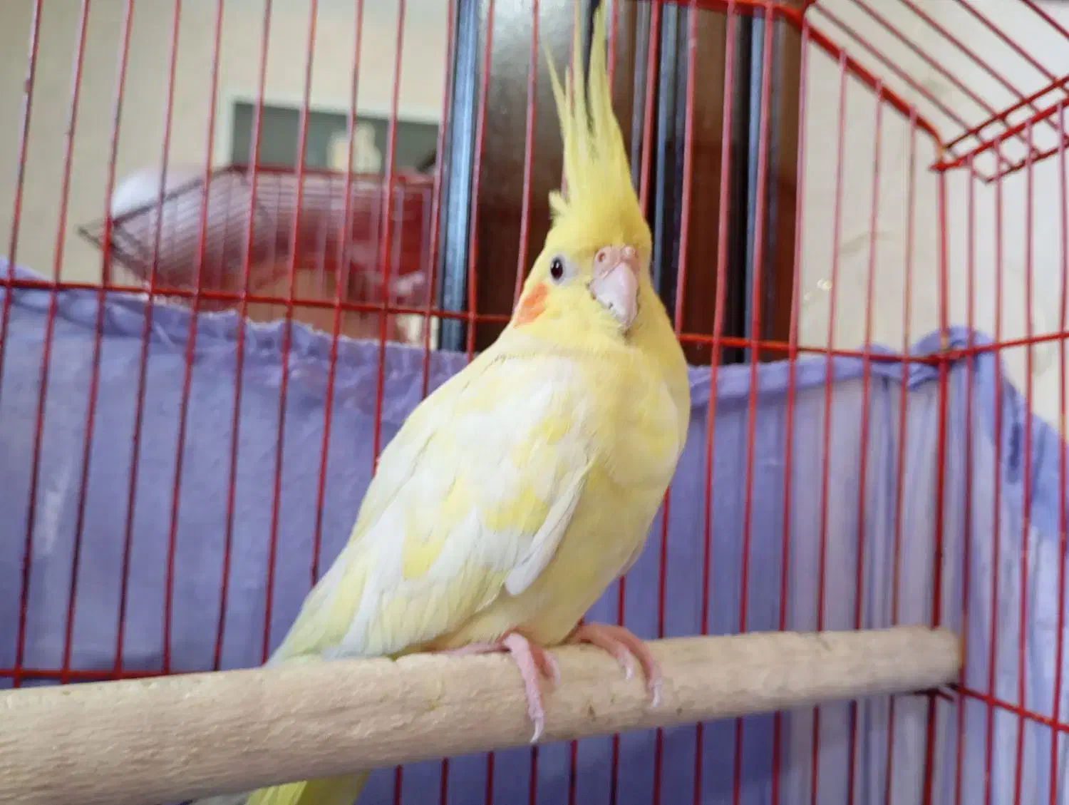 عروس.. هلندی نر|پرنده|شاهدشهر, |دیوار