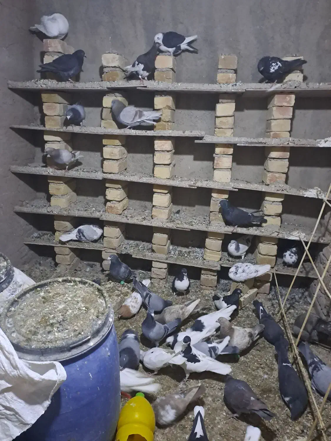 کبوتربه شرط پرش|پرنده|قزوین, |دیوار