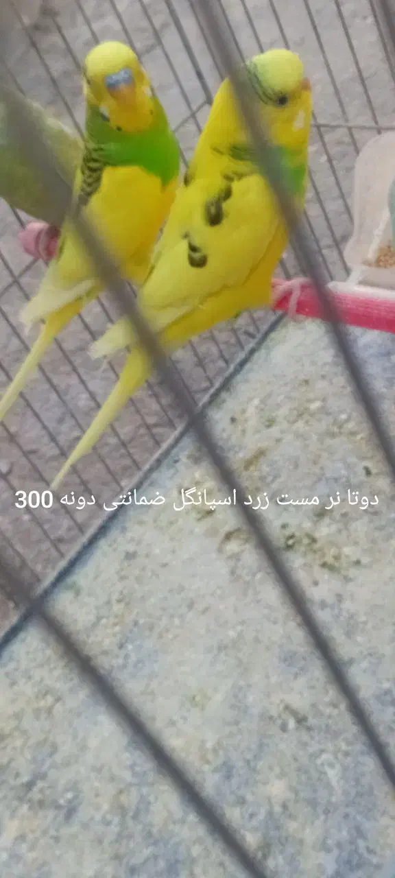 دو جفت مرغ عشق رینبو|پرنده|زاهدان, |دیوار