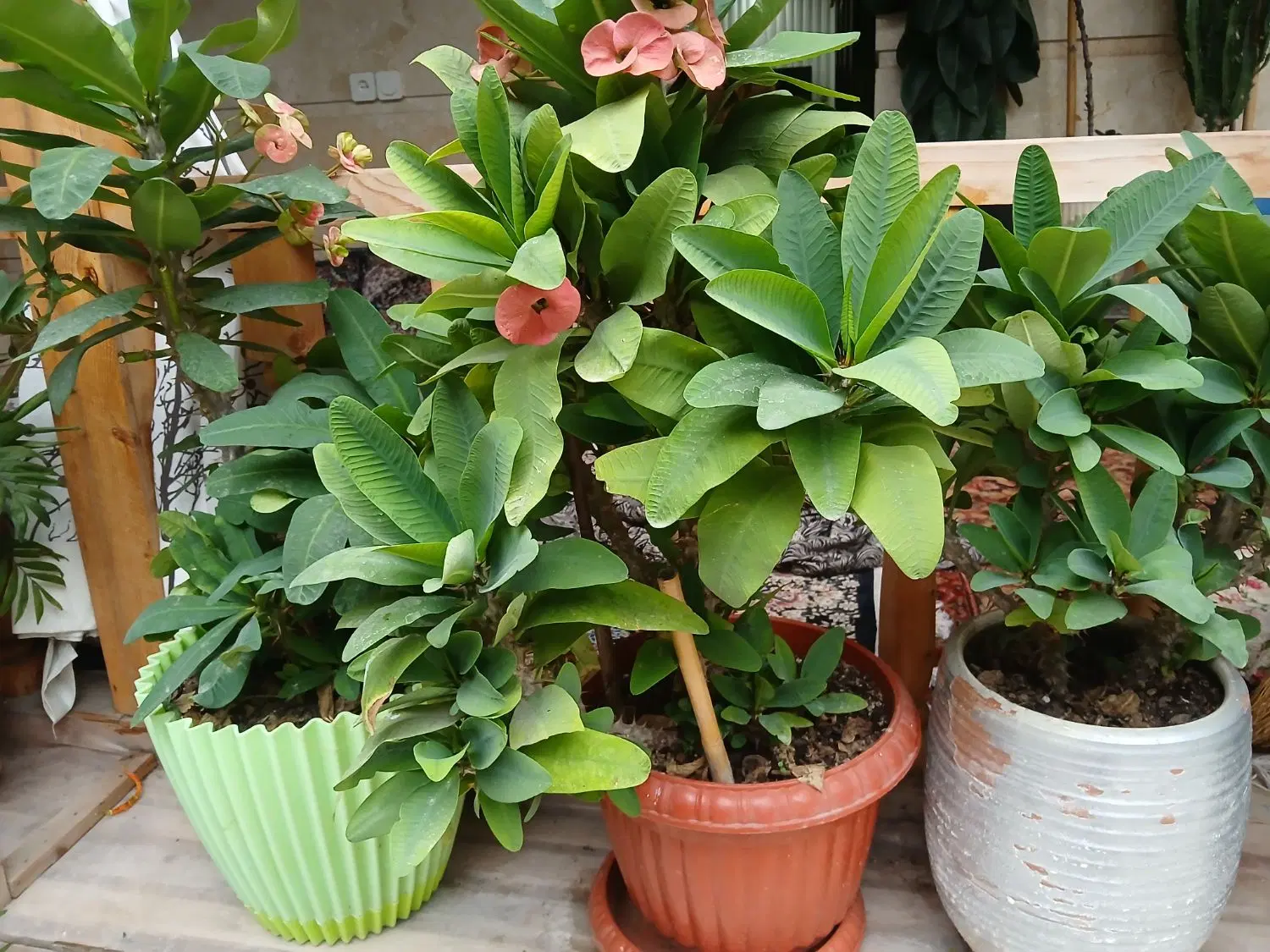 مرجان هلندی|گل و گیاه طبیعی|رشت, آزادگان|دیوار