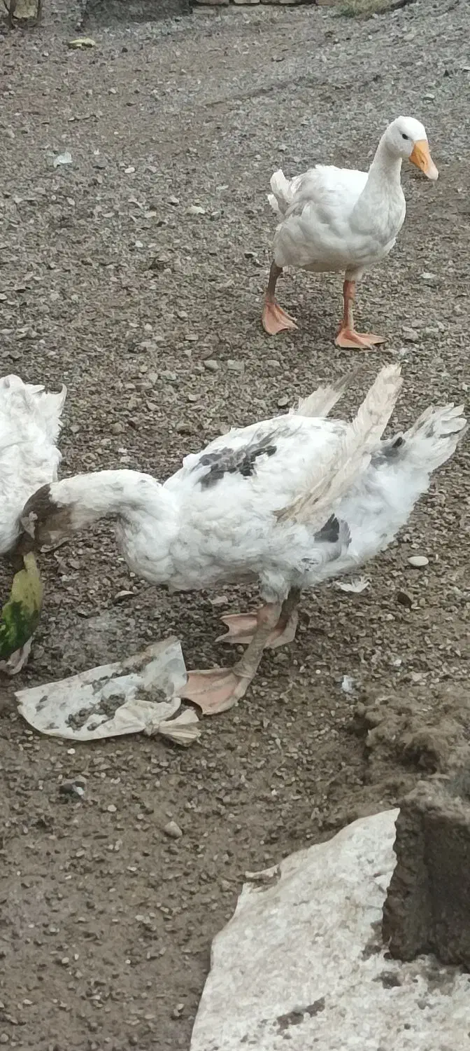 غاز قو|حیوانات مزرعه|بیله سوار, |دیوار