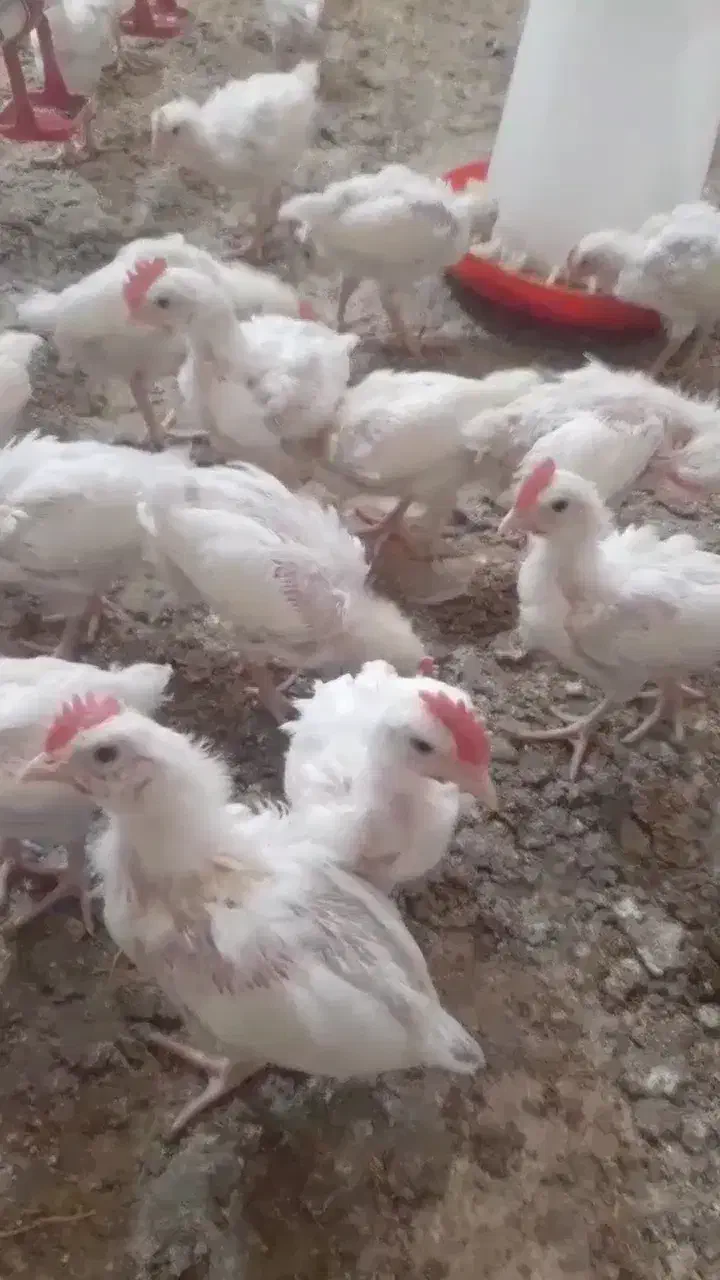 جوجه خروس|حیوانات مزرعه|خان ببین, |دیوار