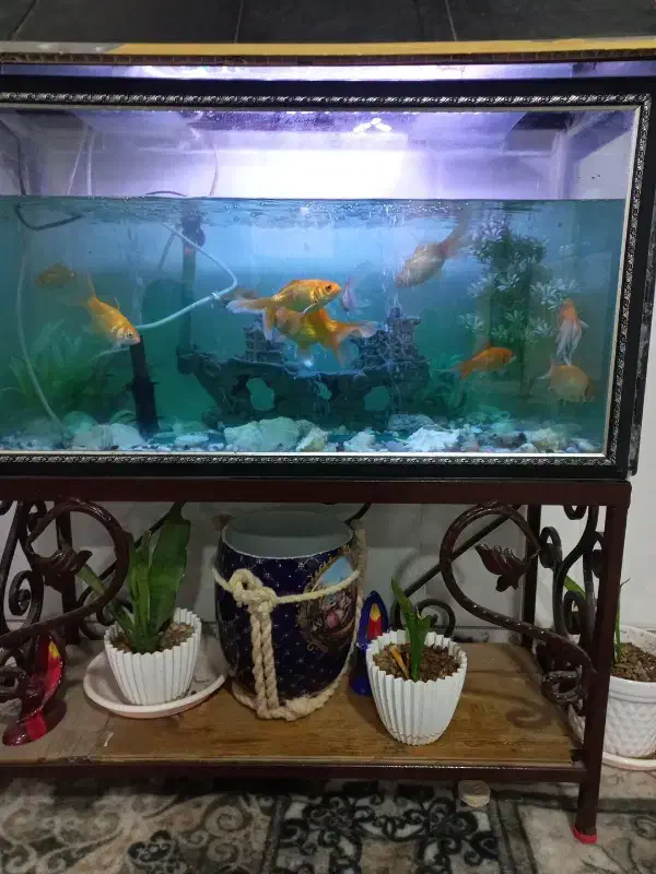 اکواریوم وماهی|ماهی|بندر ماهشهر, |دیوار