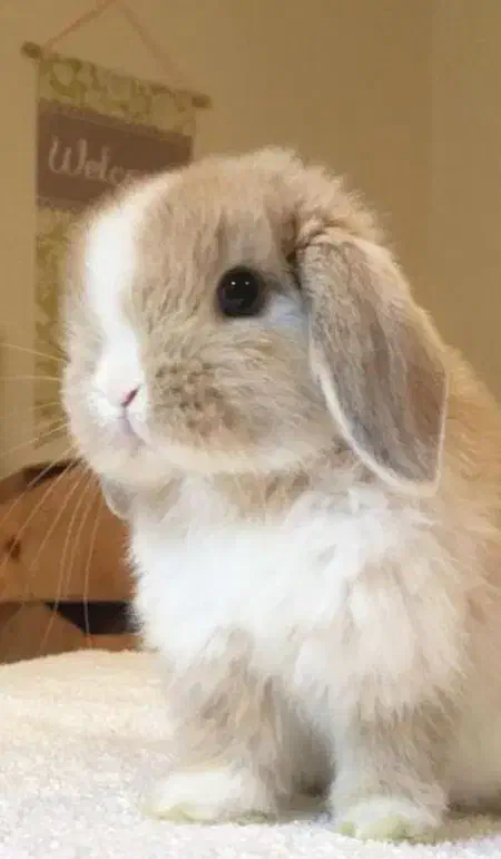 خرگوش|حیوانات|اراک, |دیوار