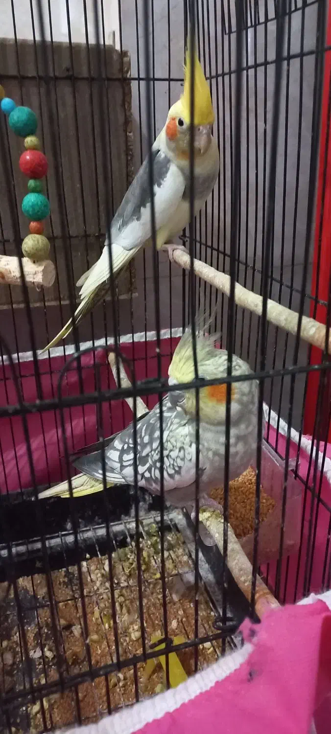 عروس هلندی|پرنده|خان ببین, |دیوار