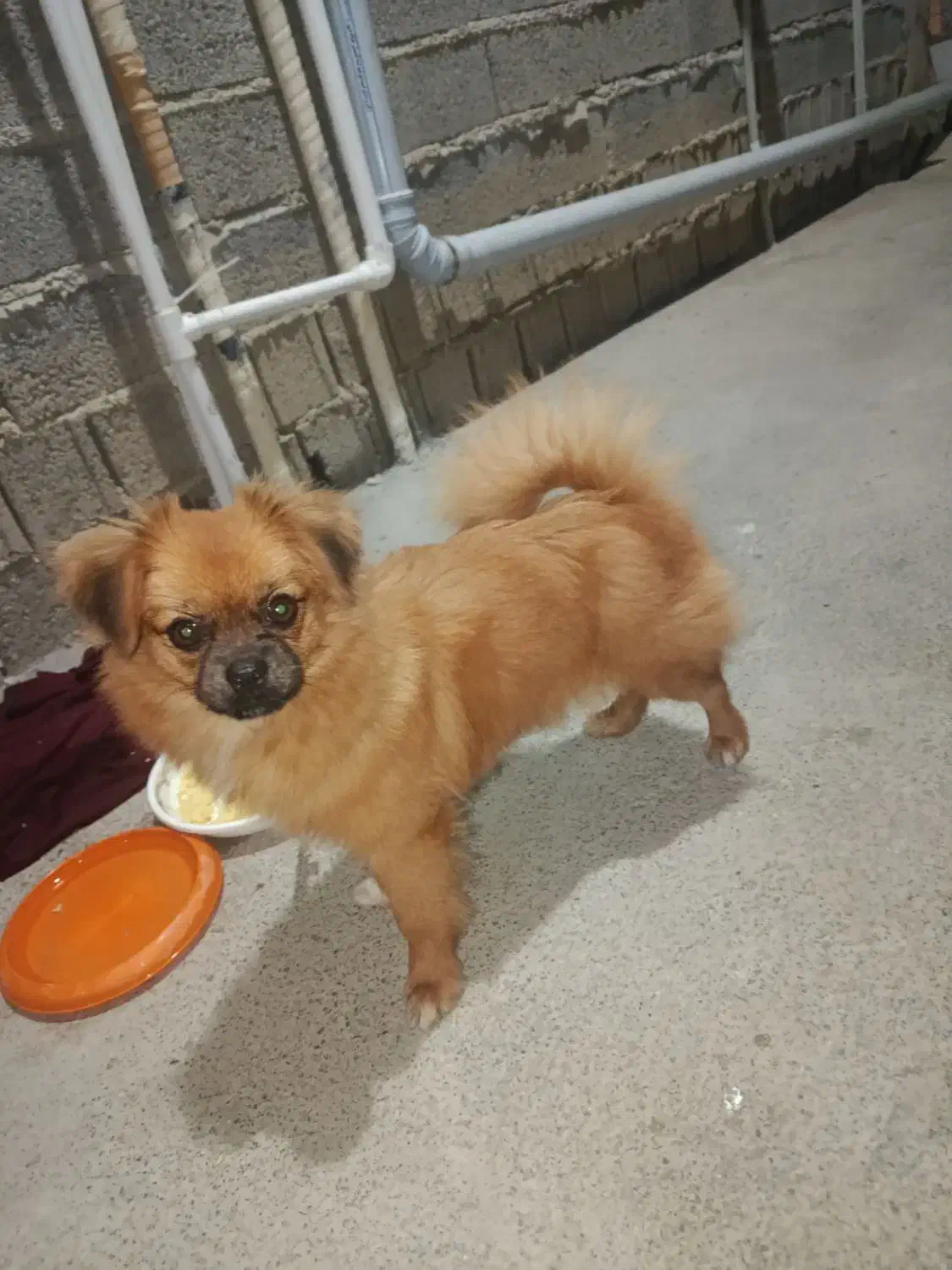 سگ ماده پامر اشپیز شیش ماه|سگ|تهران, شمیران‌نو|دیوار