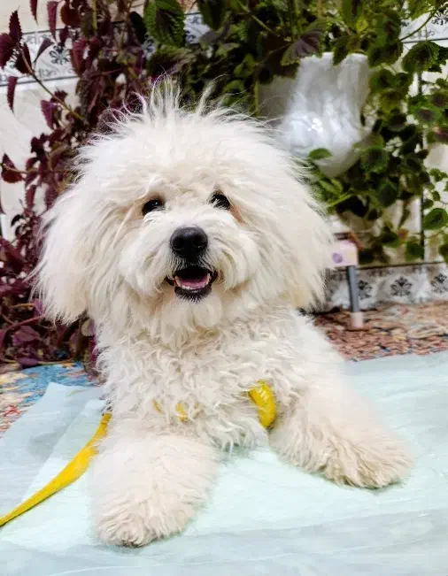 شیتزو ۹ ماهه|سگ|شیراز, کوشک میدان|دیوار