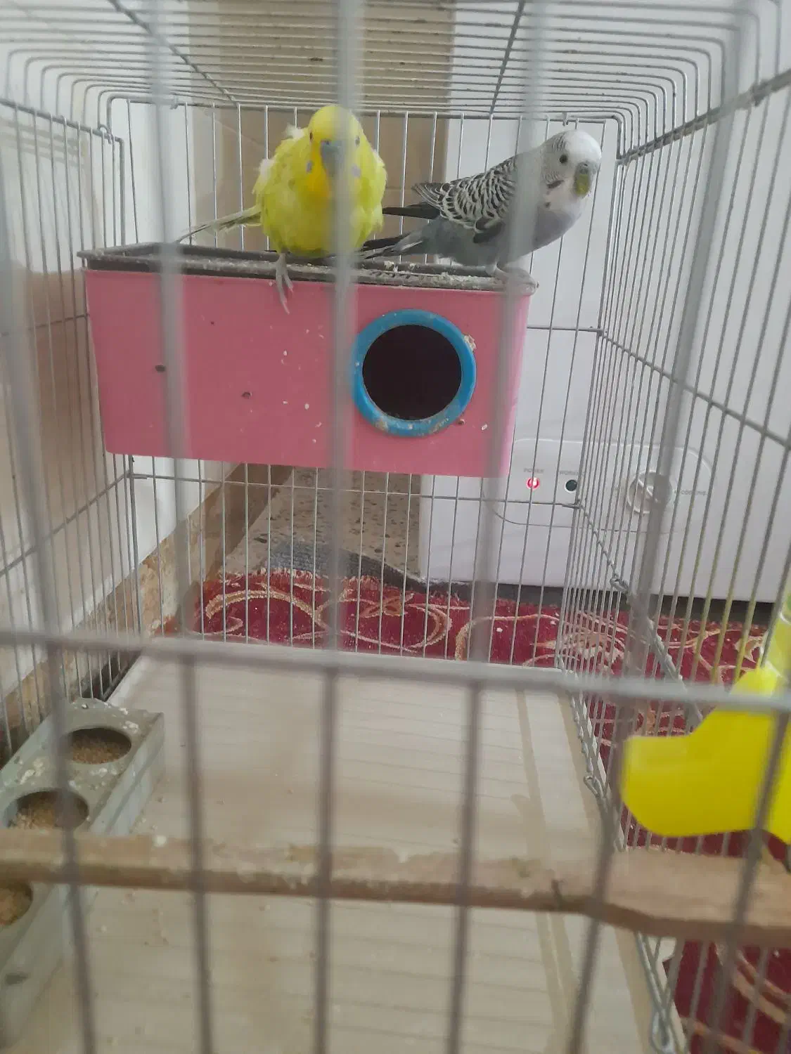 یک جفت مرغ عشق|پرنده|برازجان, |دیوار