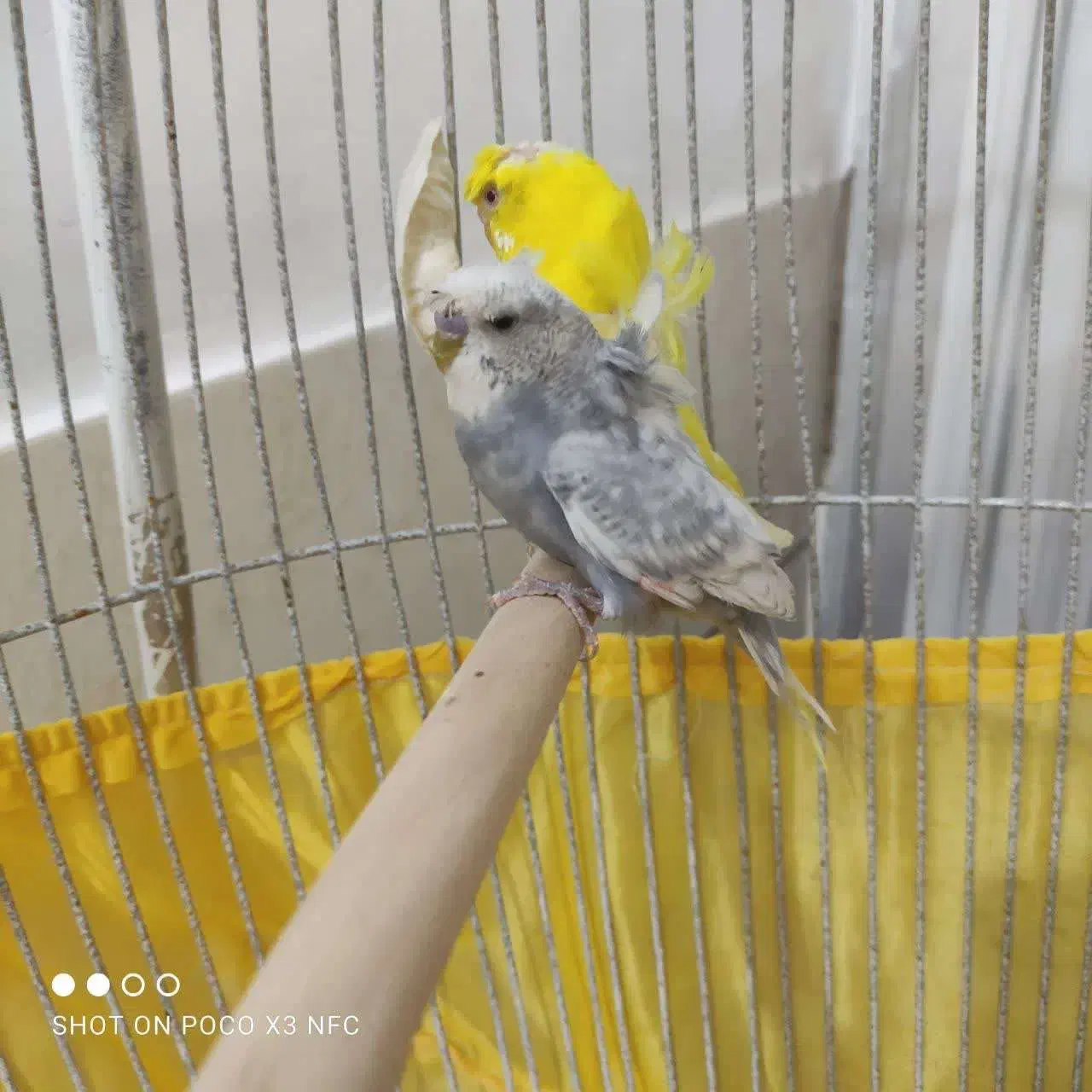 مرغ عشق پروانه ای|پرنده|طبس, |دیوار