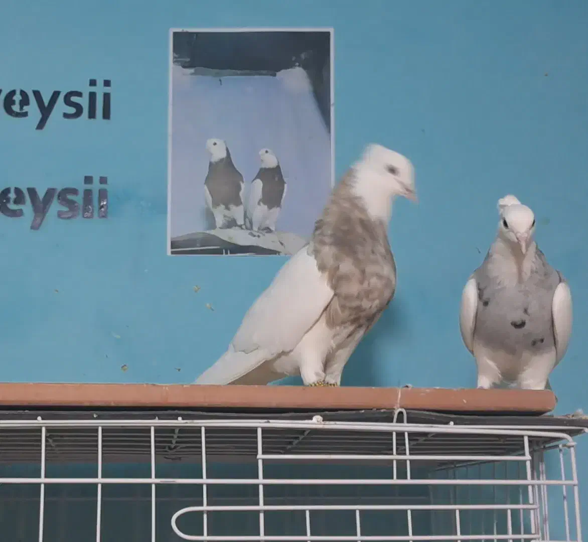 پرنده طوقی فروشی|پرنده|بهبهان, |دیوار