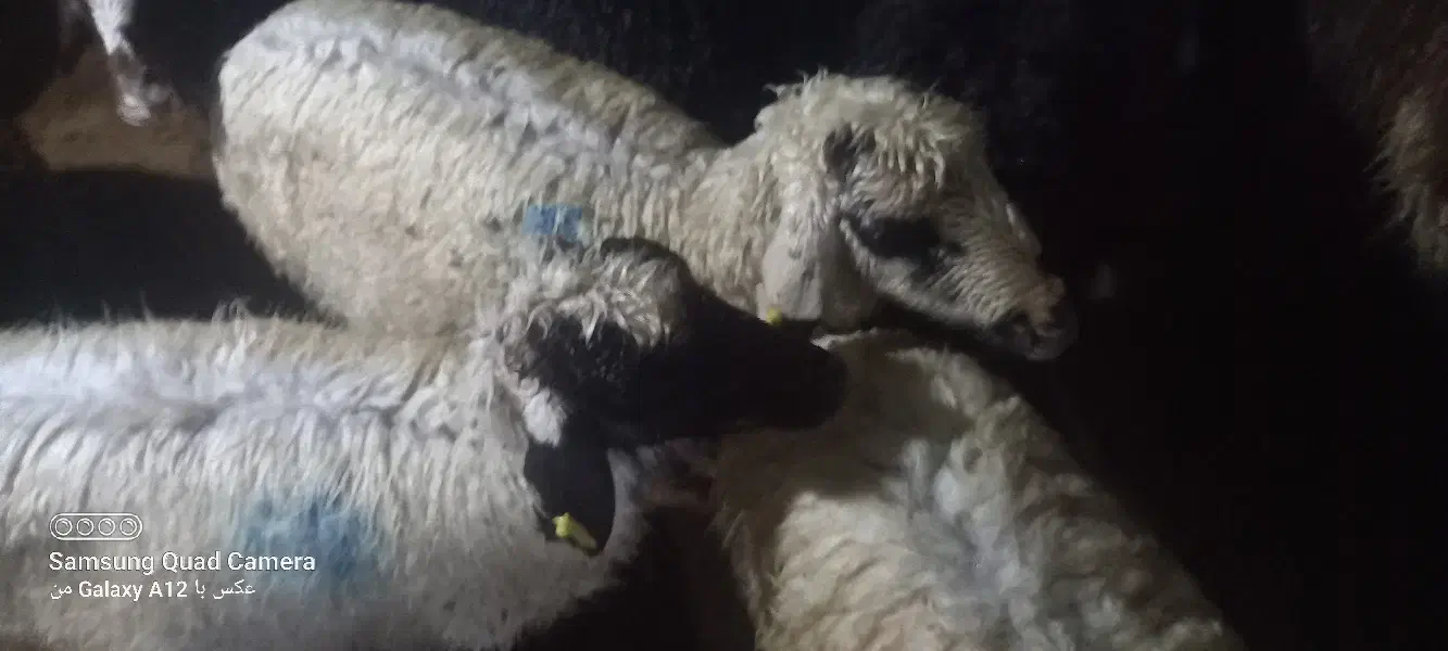 گوسفند بز|حیوانات مزرعه|صومای برادوست, |دیوار