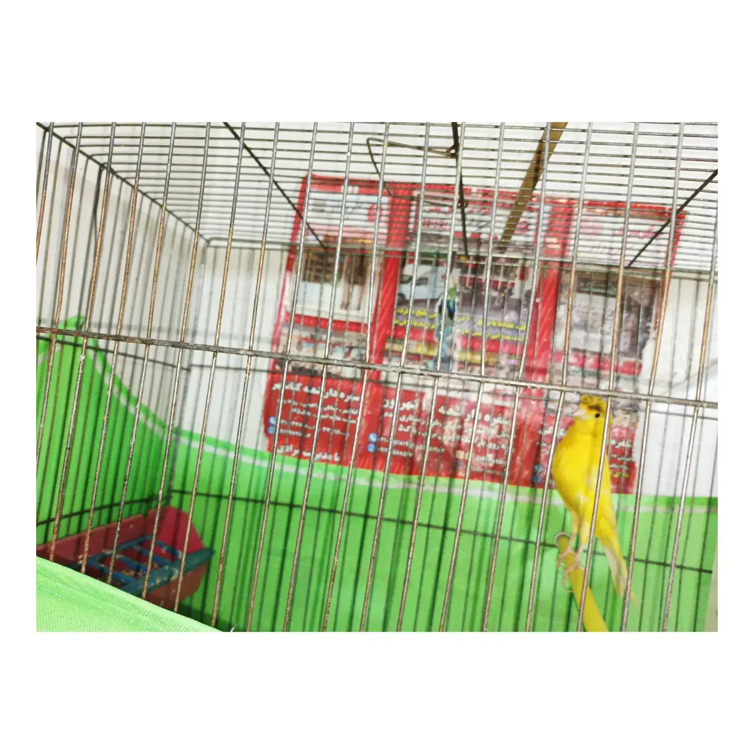 قناری|پرنده|تهران, بیسیم|دیوار