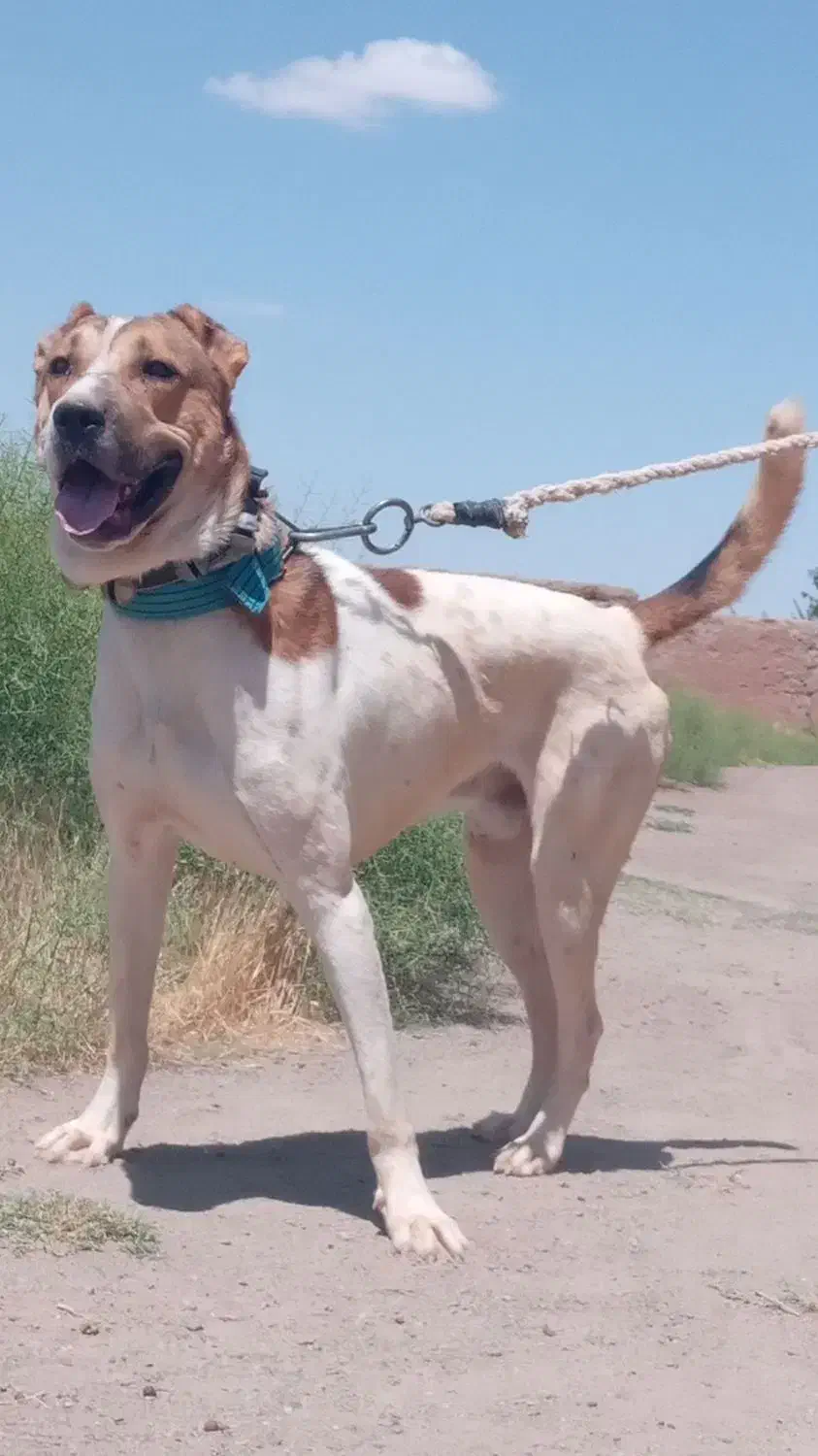 سگ گم شده|حیوانات|مشهد, جاهد شهر|دیوار