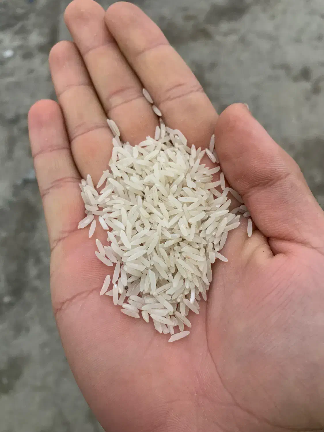 فروش برنج فجر گرگان درجه یک|خوردنی و آشامیدنی|زرگرشهر, |دیوار