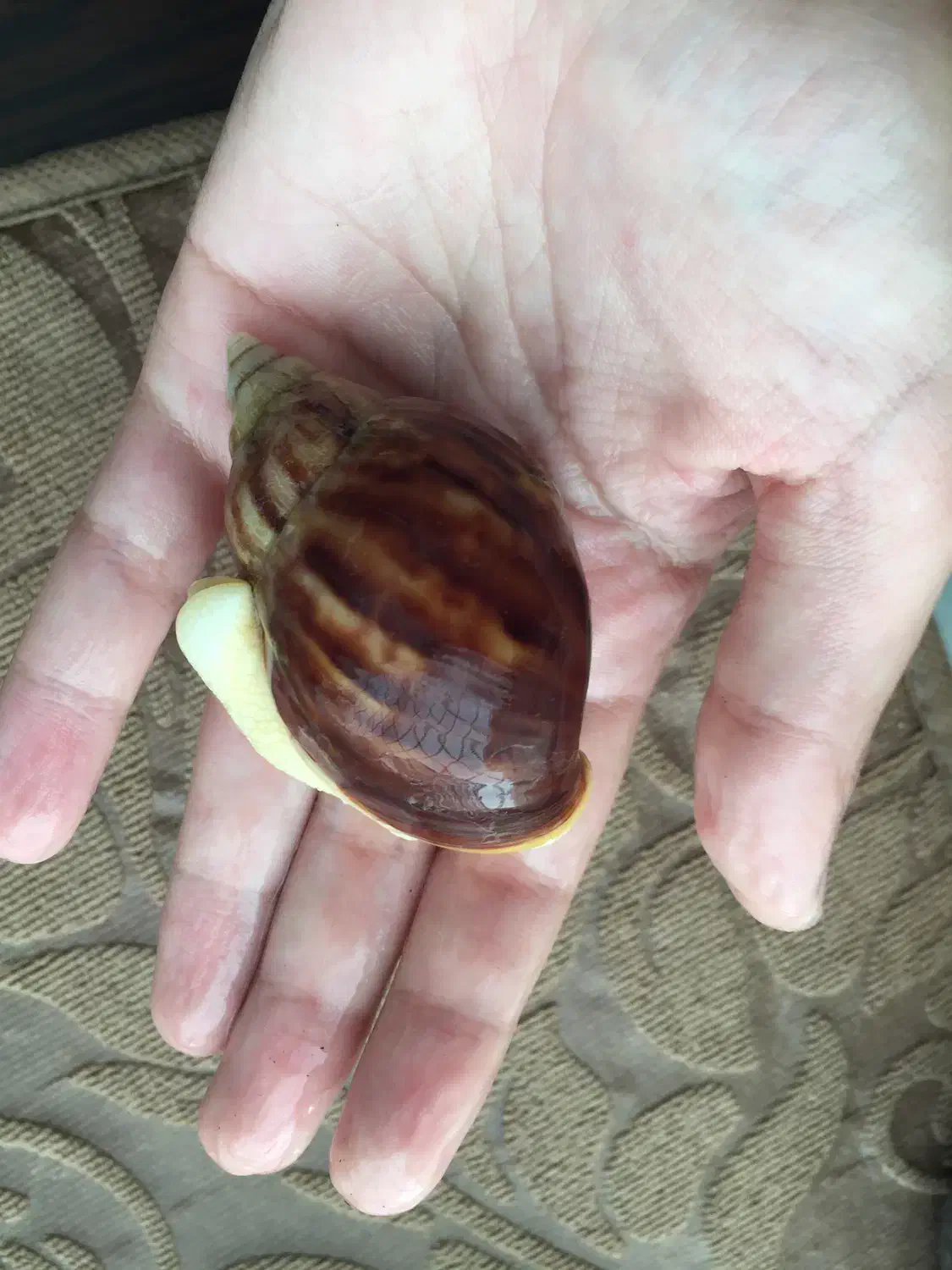 حلزون طبی آچاتینا نژاد آلبینو وفولیکا واگزاری فروش|خزنده|تهران, راه آهن|دیوار