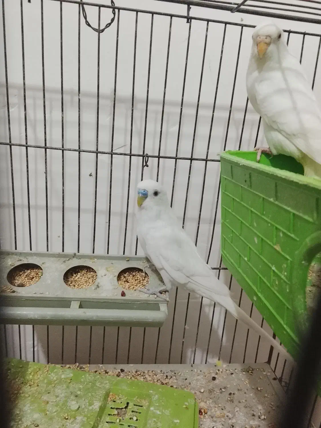 مرغ عشق|پرنده|فسا, |دیوار