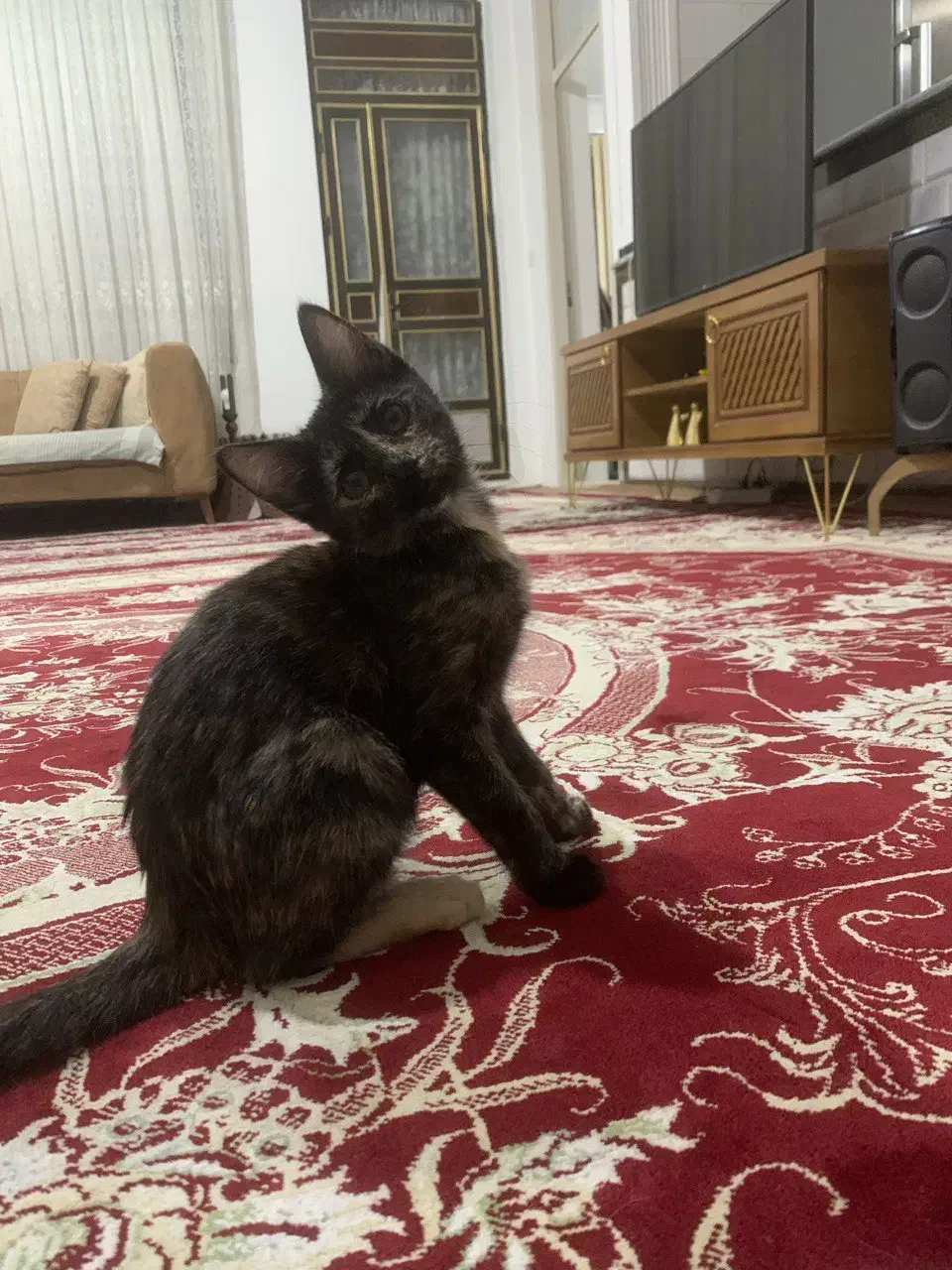 واگذاری گربه|گربه|میانه, |دیوار