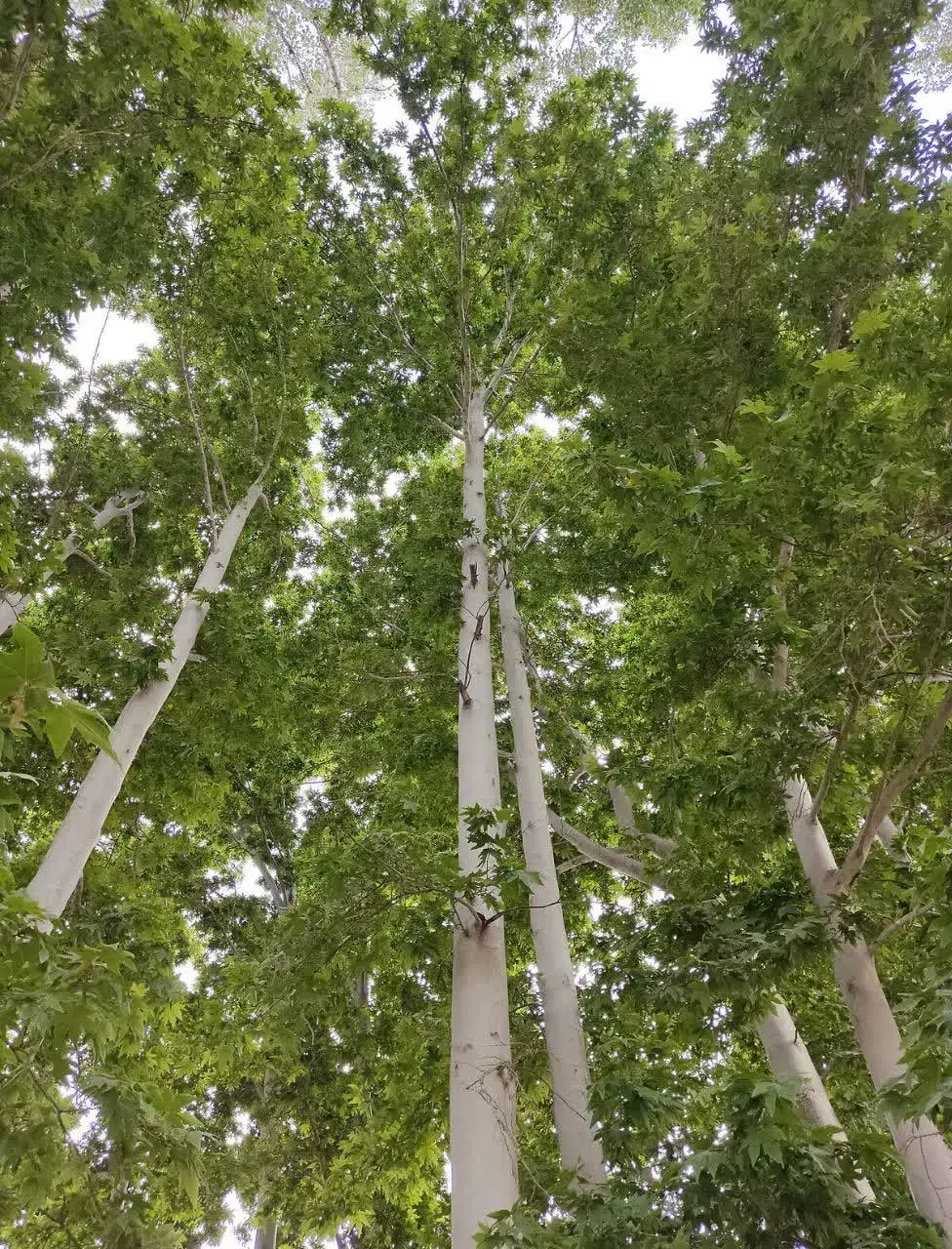 چنار|گل و گیاه طبیعی|مشهد, مشهدقلی|دیوار