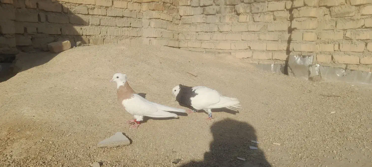 طوقی|پرنده|شیراز, بید زرد|دیوار