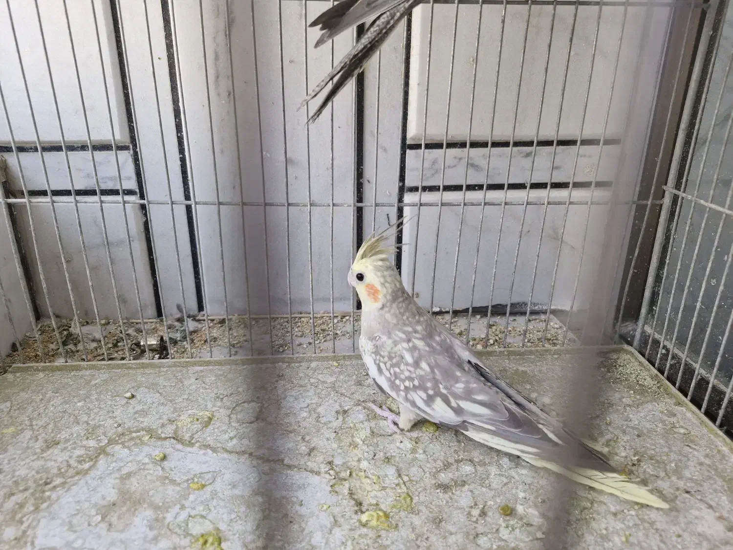 عروس هلندی مولد|پرنده|خمینیشهر, |دیوار