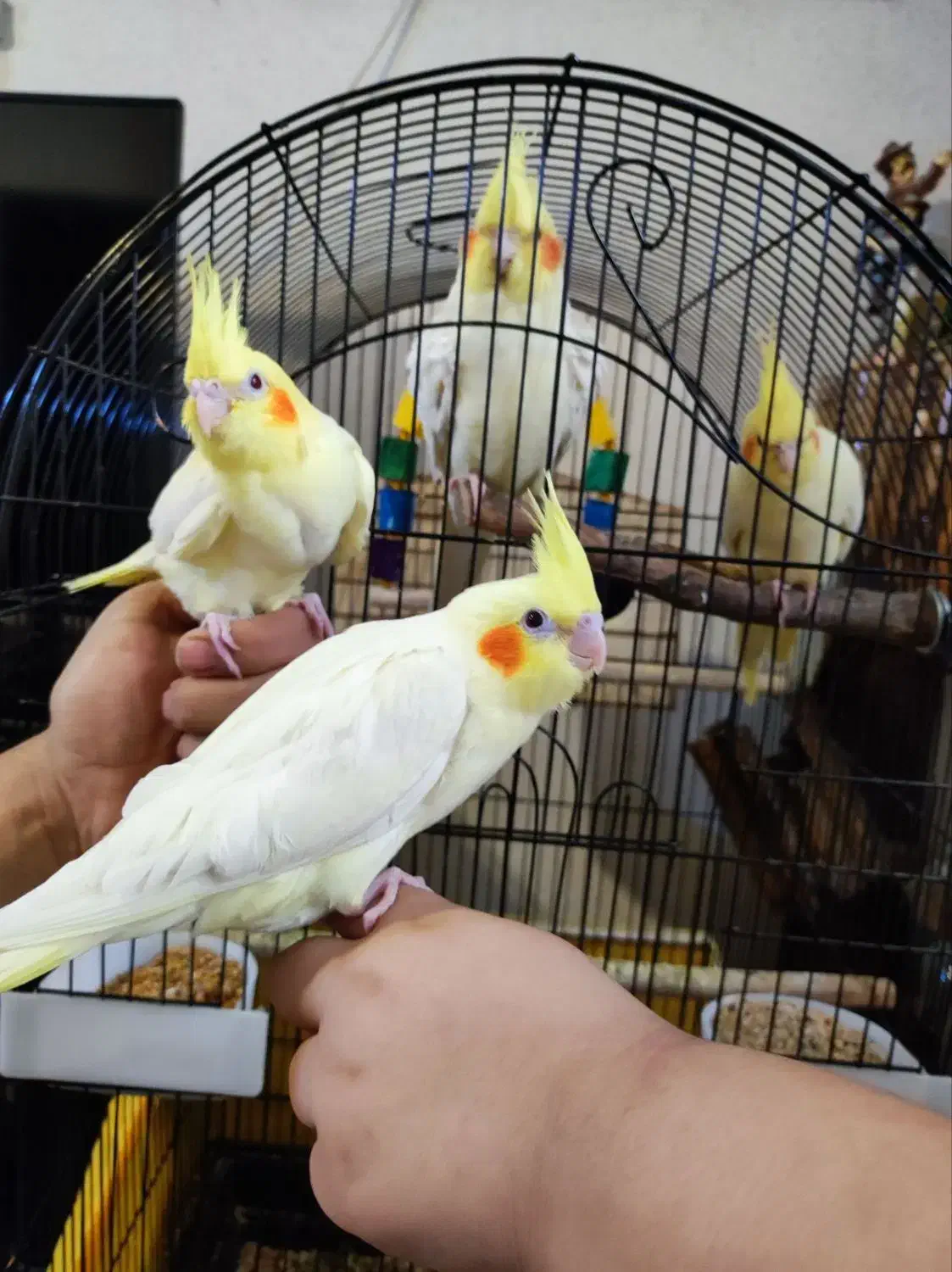 یه جفت طوطی عروس مولد معاوضه با فنچ|پرنده|فردیس, منظریه|دیوار