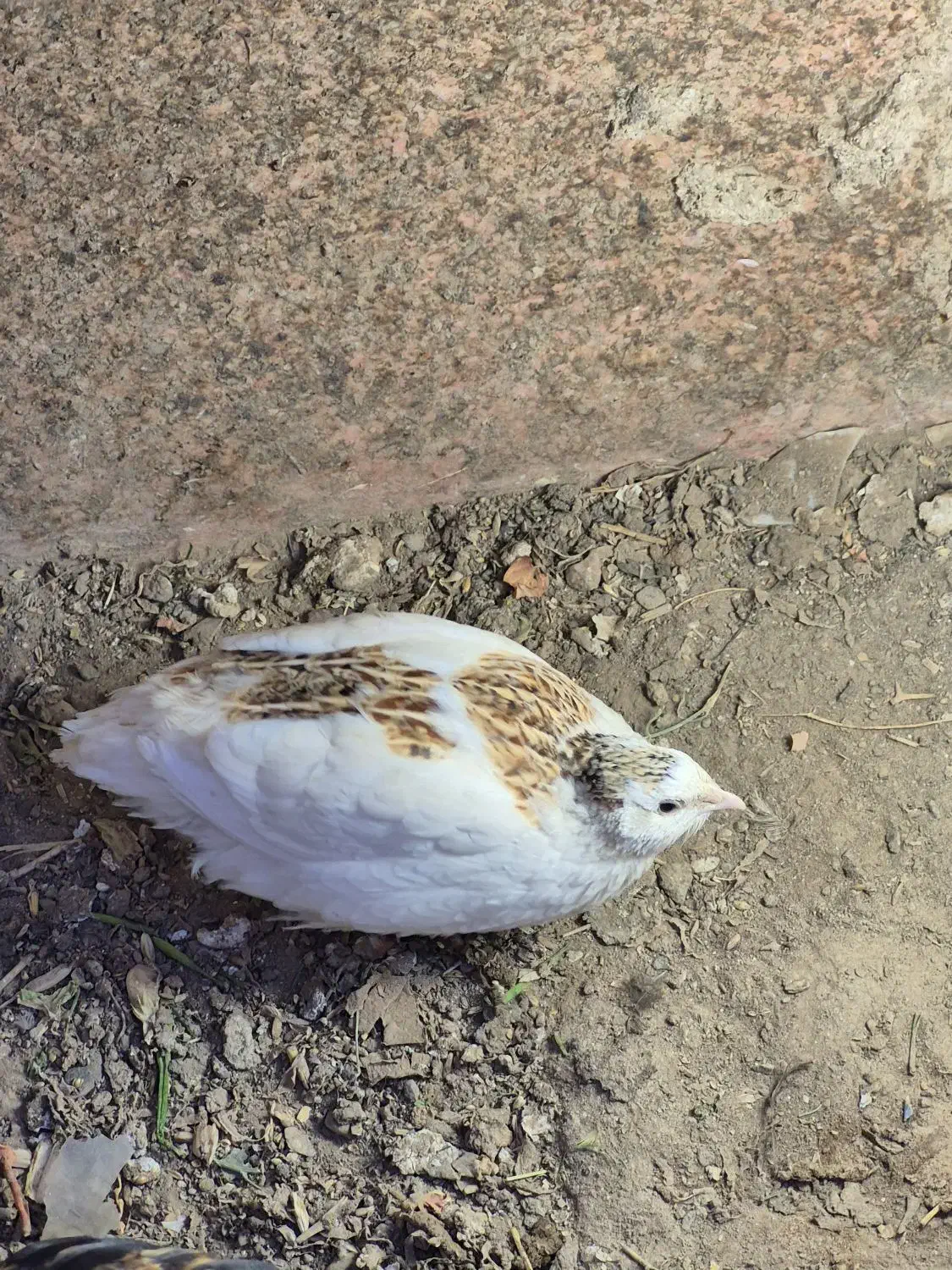 بلدرچین نر|حیوانات مزرعه|گلبهار, شهر جدید گلبهار|دیوار