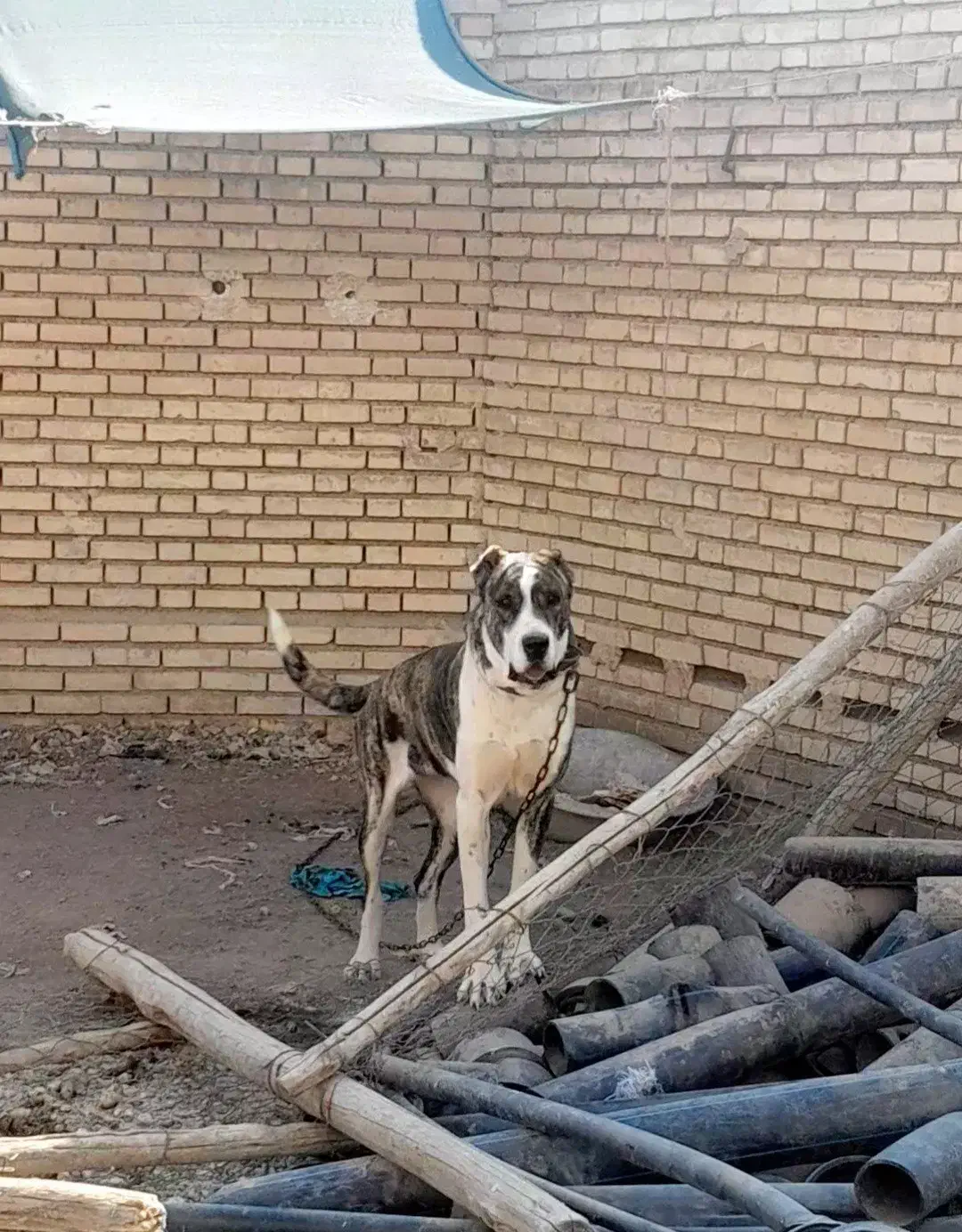 سگ ماده الابای اصیل|سگ|مبارکه, |دیوار