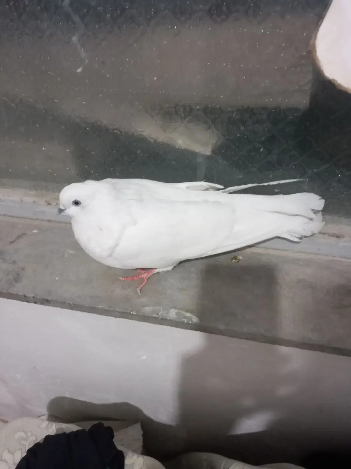 شیخ ابری|پرنده|بندر ماهشهر, |دیوار