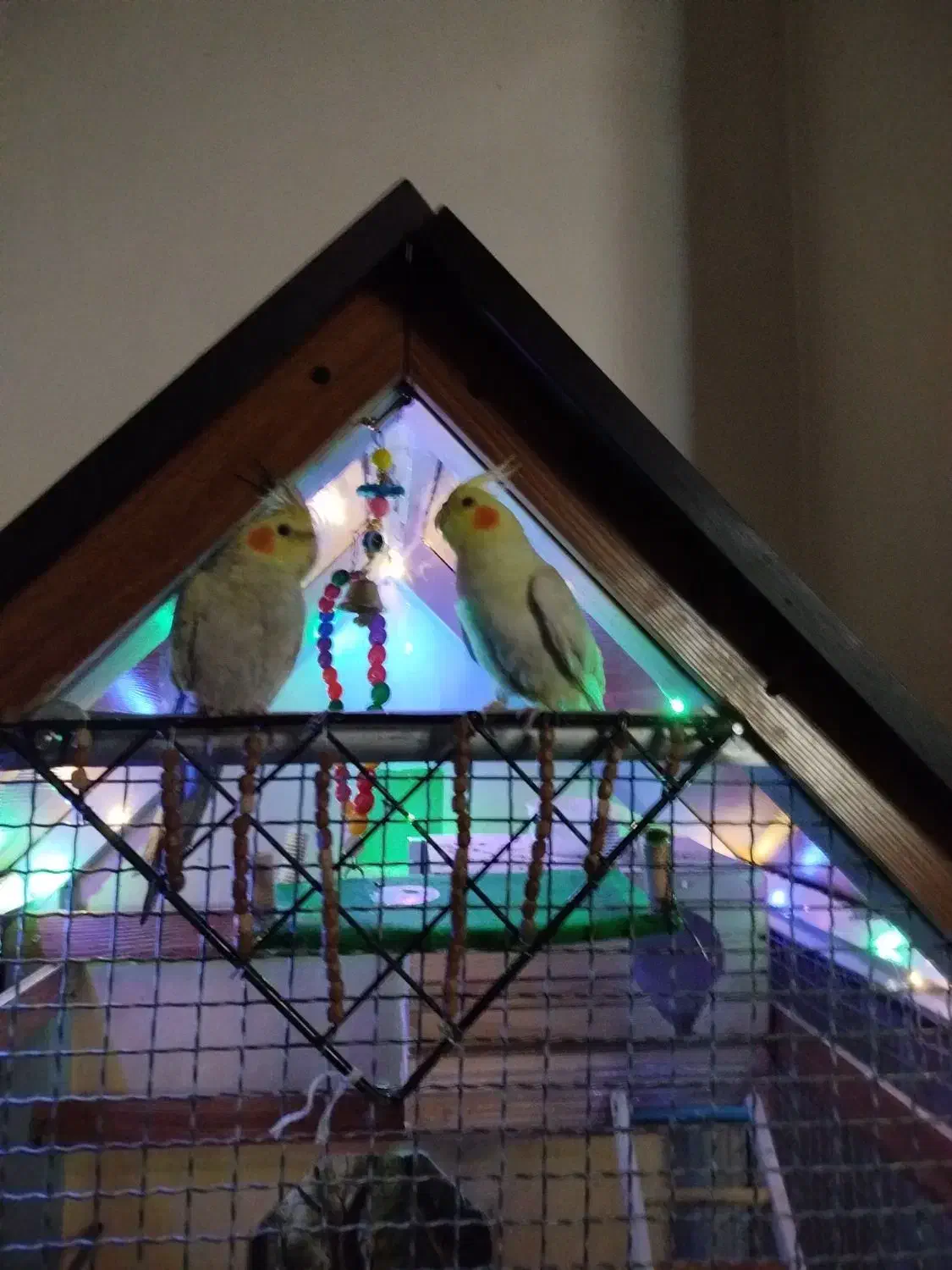 قفس بزرگ چوبی|لوازم جانبی حیوانات|محمدشهر, محمدشهر|دیوار