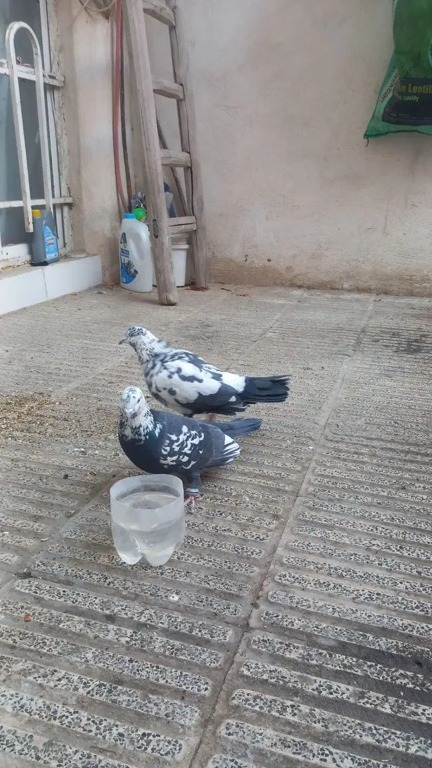 یه‌جفت‌کبوترسوسکی‌سبز|پرنده|مشهد, رده|دیوار