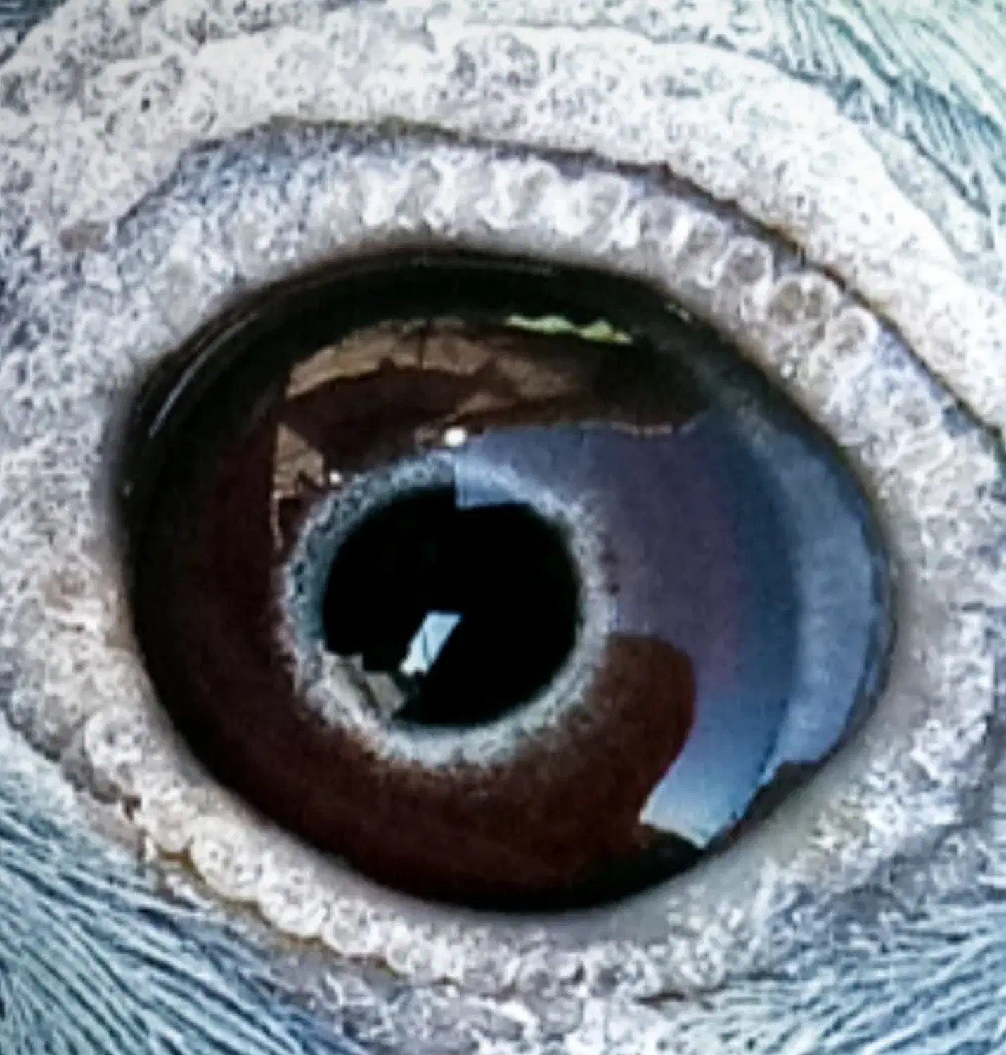 نر آردن|پرنده|خمک, |دیوار