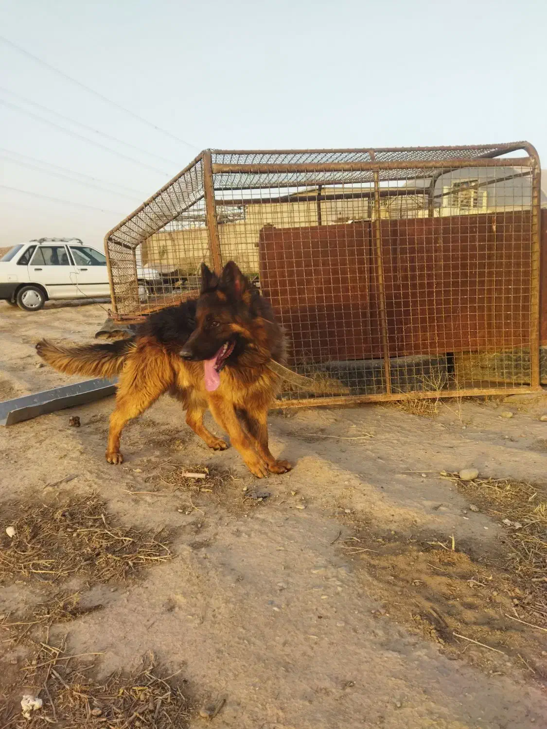 سگ نر|سگ|پاکدشت, پاکدشت (مامازند)|دیوار