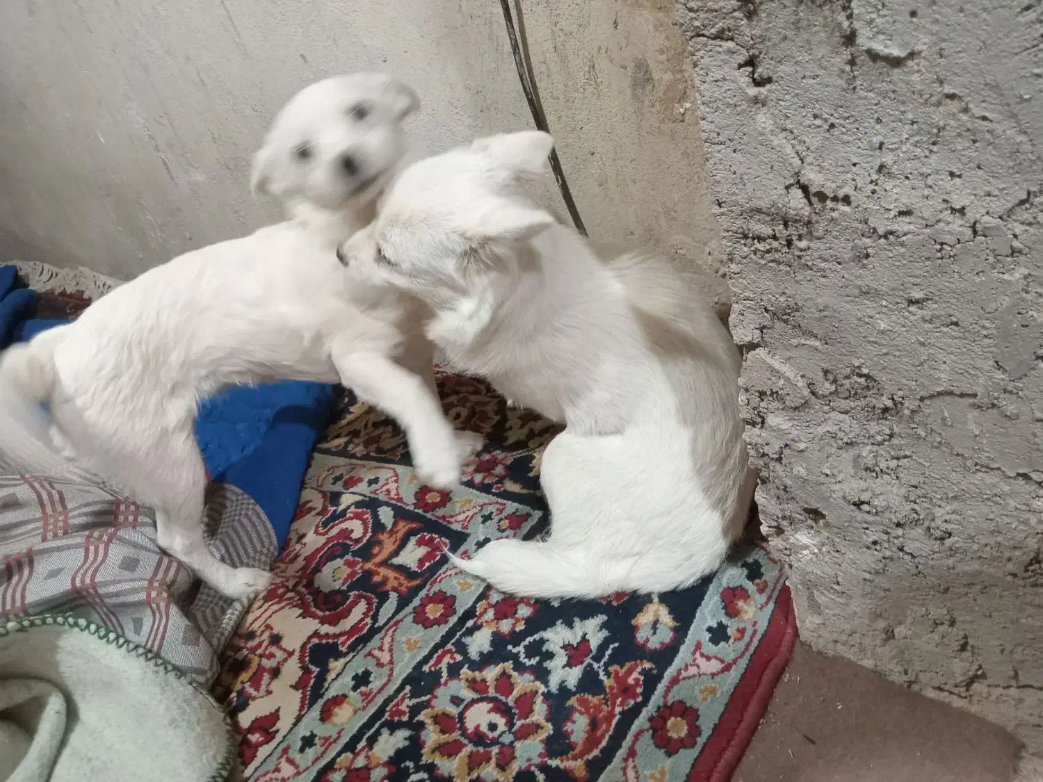 سک پاکوتا دوتا بفروش میرسد|سگ|زنجان, |دیوار