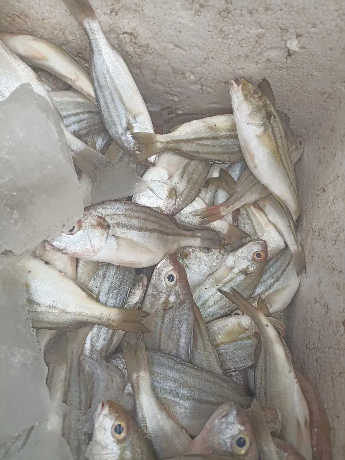 ماهی تازه|ماهی|میناب, |دیوار