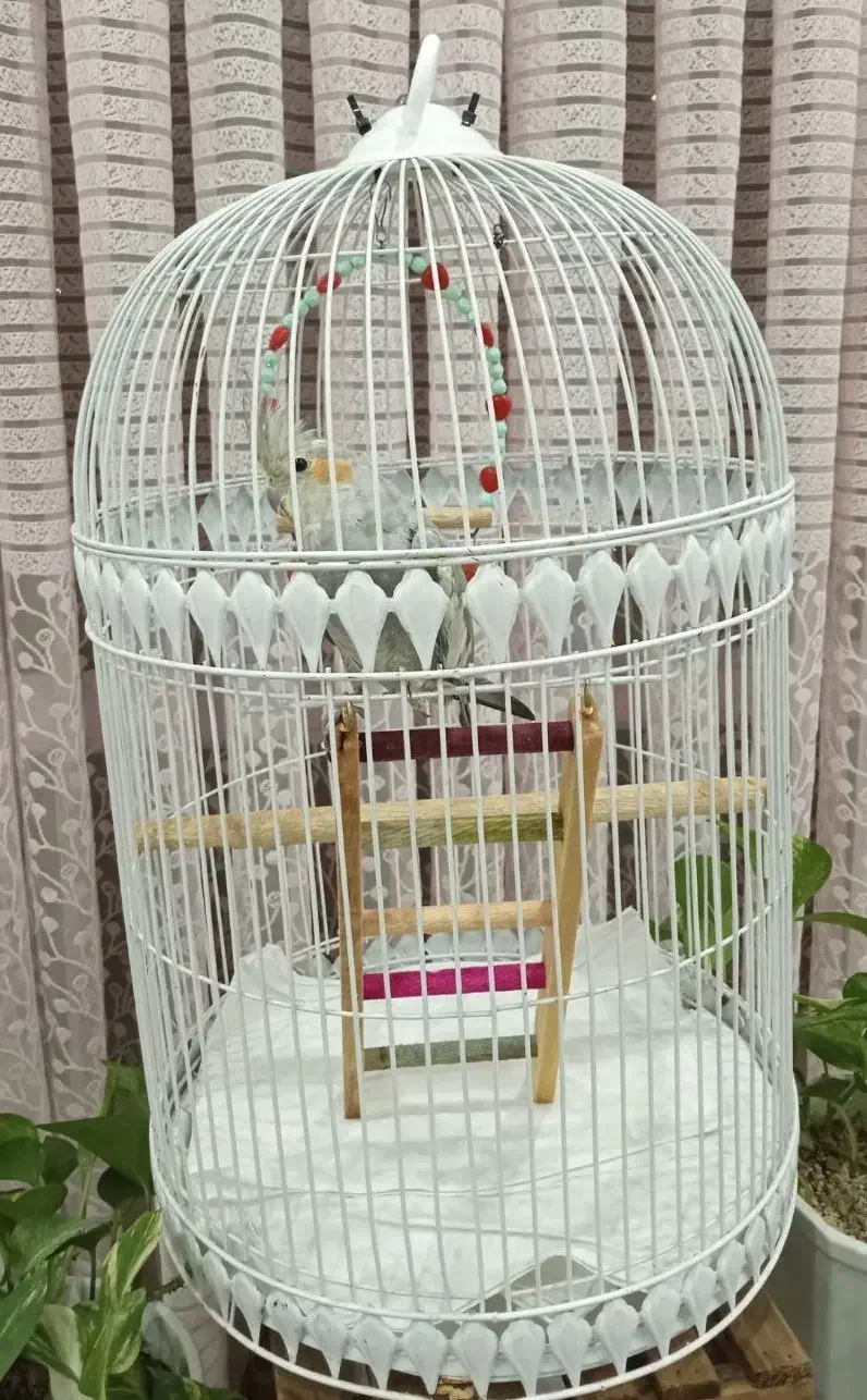 عروس هلندی|پرنده|صباشهر, |دیوار