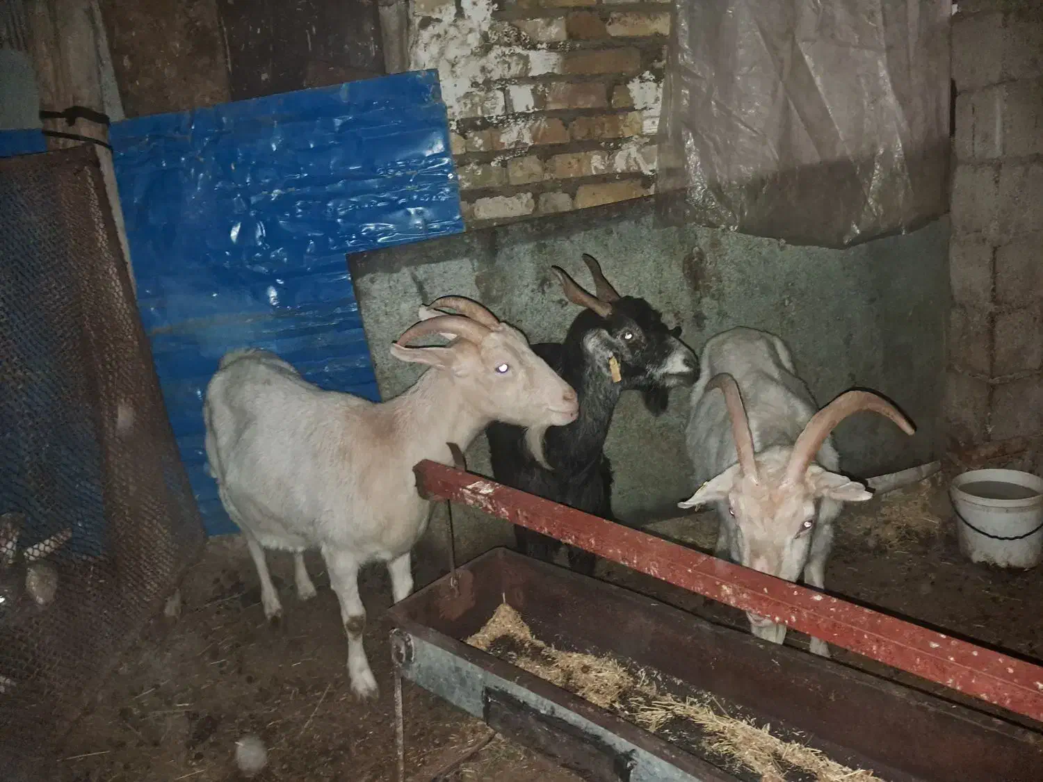 بز سانن|حیوانات مزرعه|انگوران, |دیوار