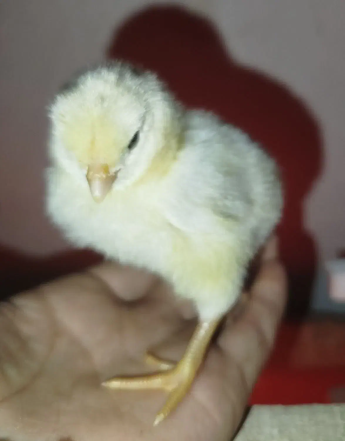 جوجه محلی 5 روزه|حیوانات مزرعه|خلیل آباد, |دیوار