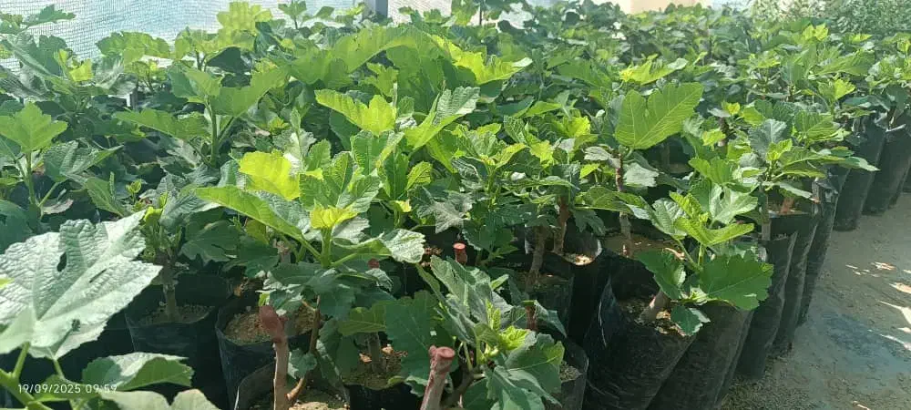 نهال انجیر و انگور و گل|گل و گیاه طبیعی|شیراز, دانشکده دامپزشکی شیراز|دیوار