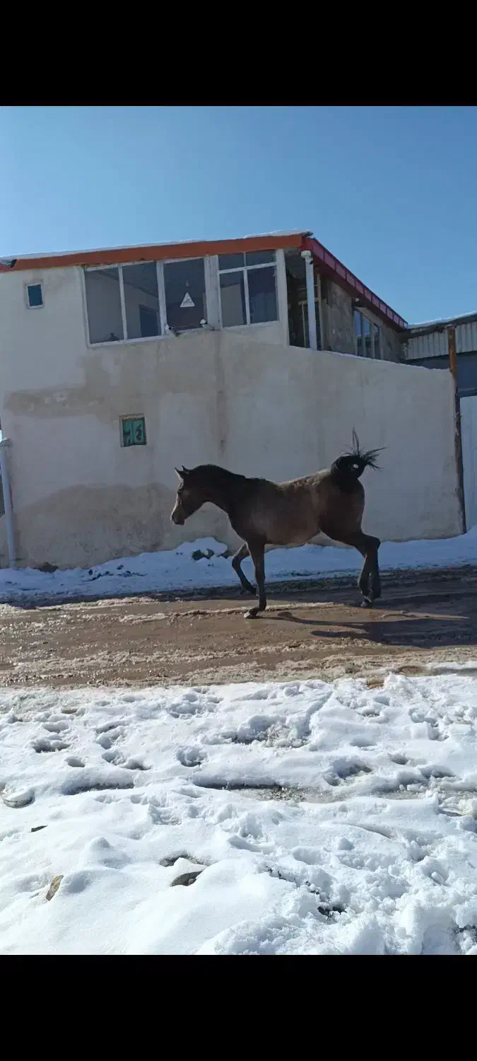 کره مادیان|اسب و تجهیزات اسب‌سواری|اهر, |دیوار