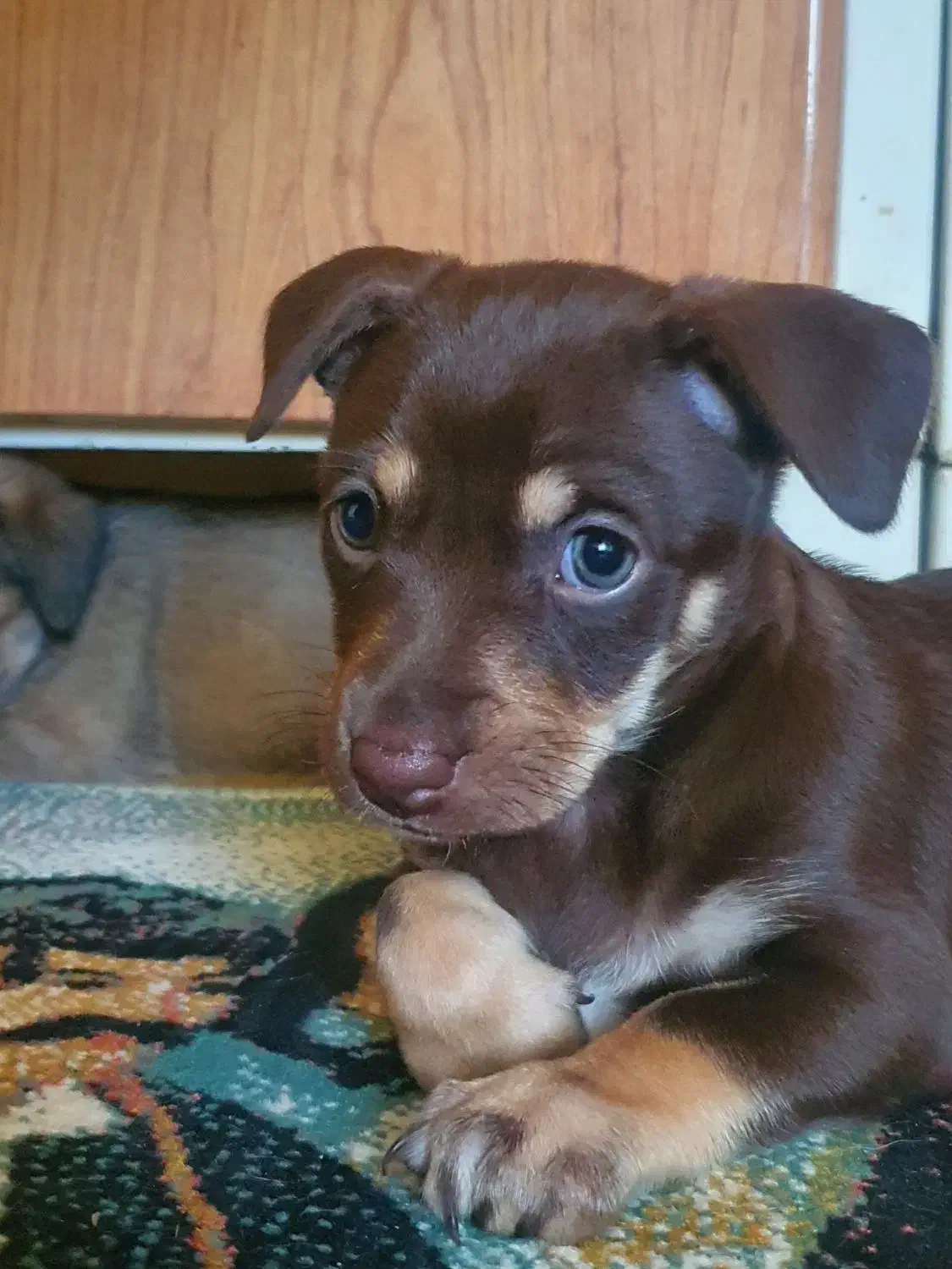 واگذاری دوبرمن مینیاتور پینچر اصیل(دوبرمن پاکوتاه)|سگ|گنبد کاووس, |دیوار