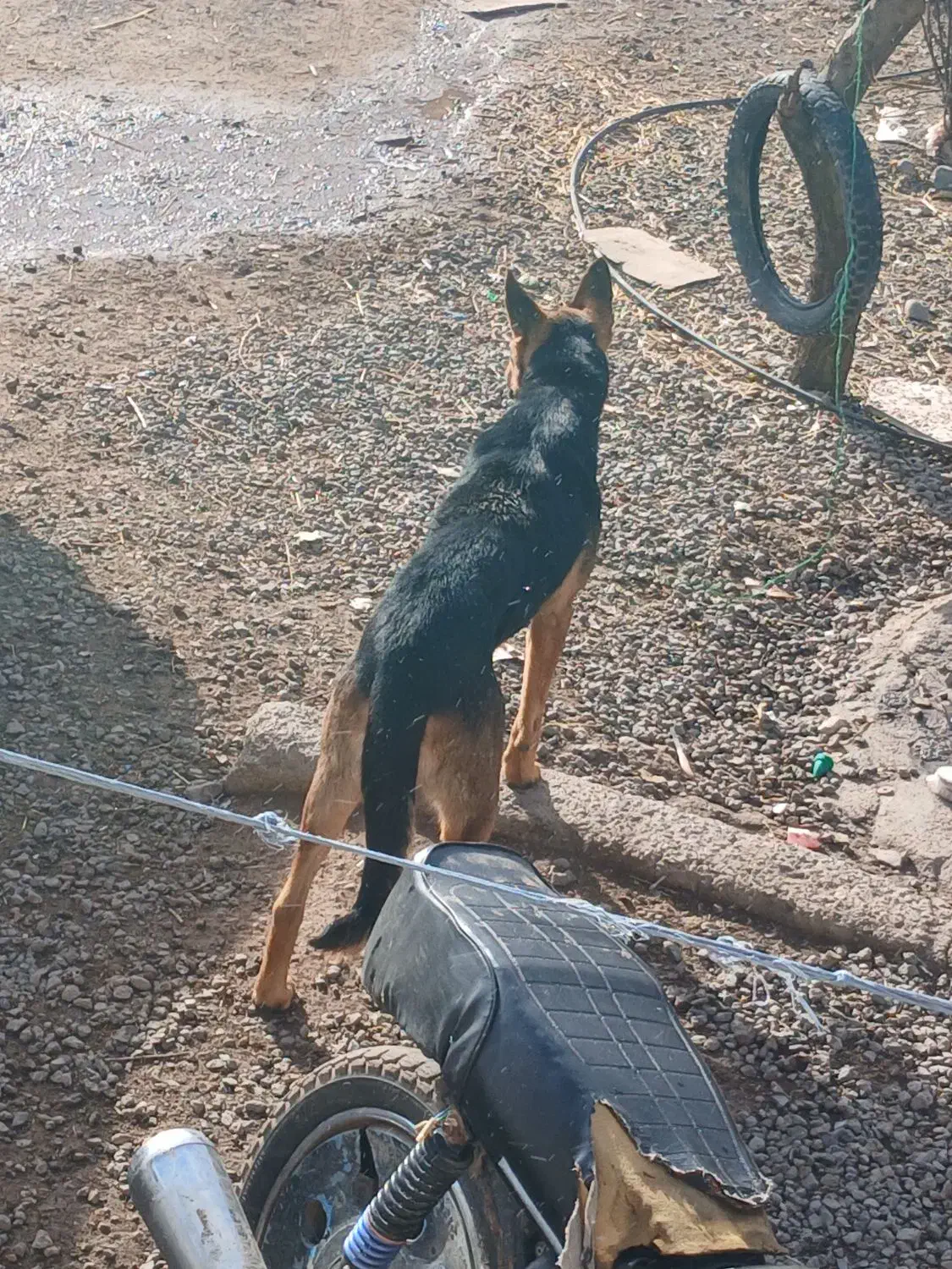 سگ ژرمن اصل|سگ|اردبیل, |دیوار