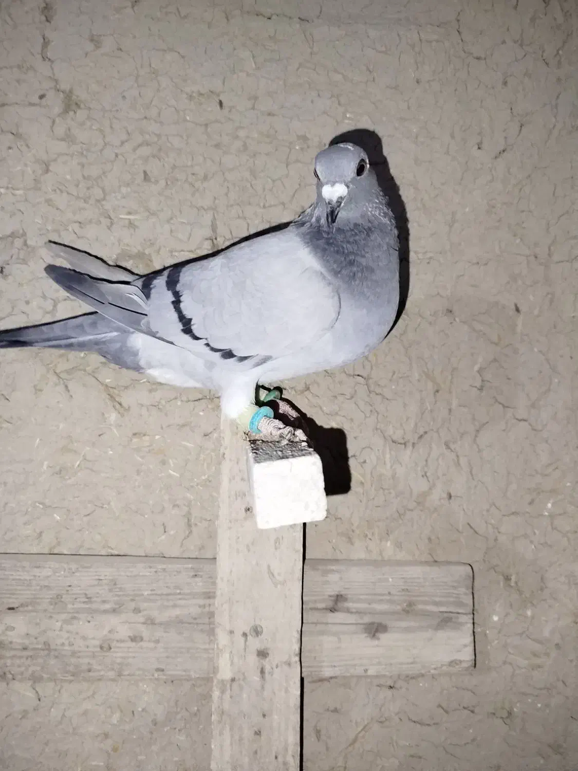 کبوتر ماده|پرنده|مرودشت, دولت آباد|دیوار