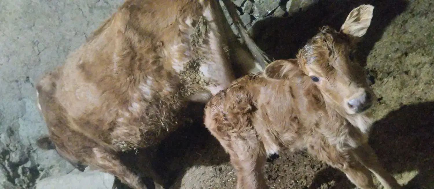 گاو گوسالە|حیوانات مزرعه|سروآباد, |دیوار