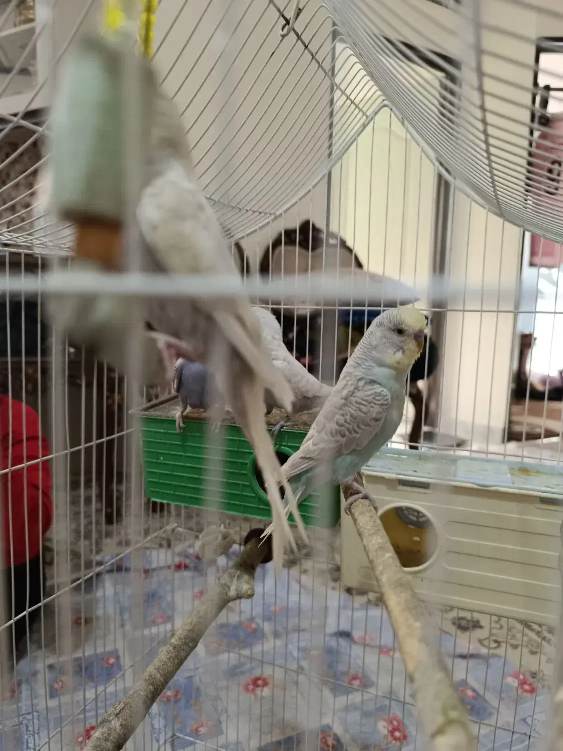 مرغ عشق|پرنده|تهران, امام زاده عبدالله|دیوار