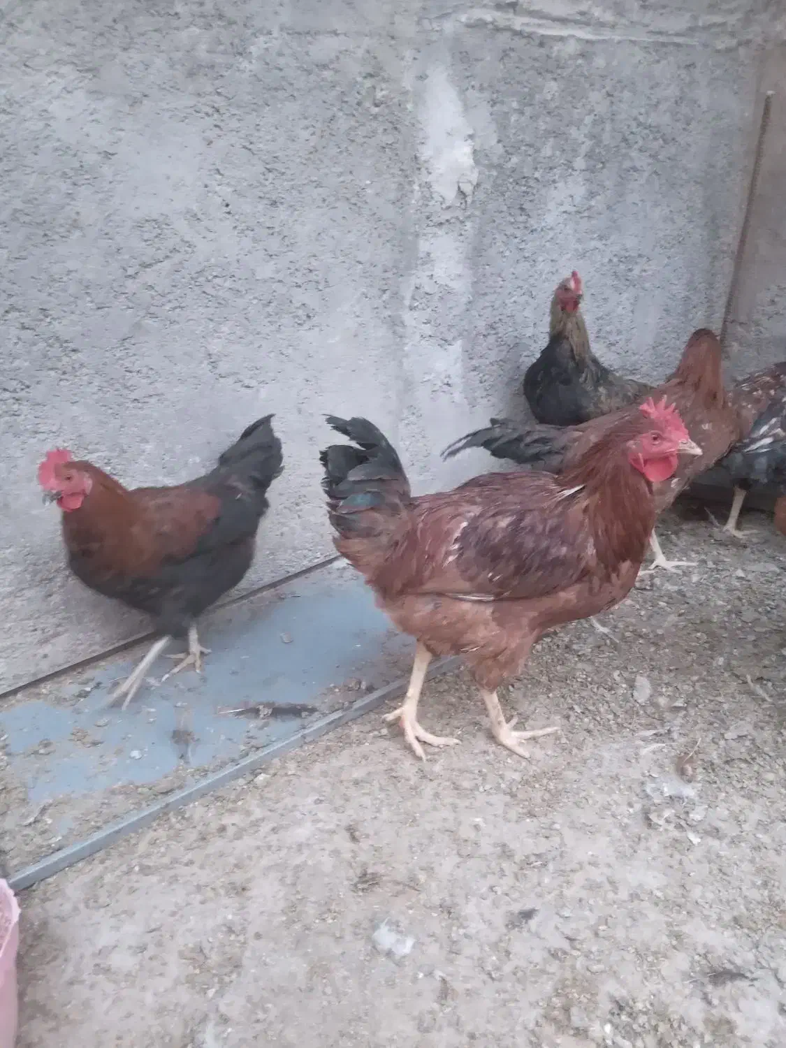 خروس|حیوانات مزرعه|سرپل ذهاب, |دیوار