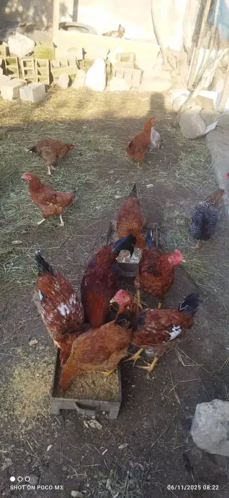 هشت عدد خروس سرحال|حیوانات مزرعه|لاهیجان, گلستان|دیوار