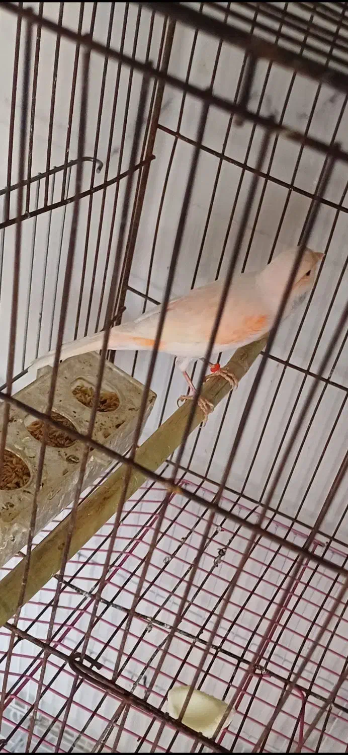 قناری ماده بالغ آماده جفت گیری|پرنده|یاسوج, |دیوار