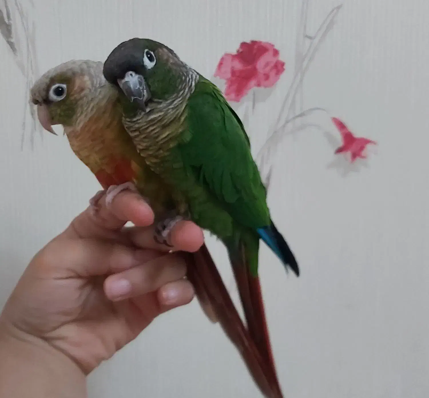 فروش پرنده|پرنده|خوانسار, |دیوار