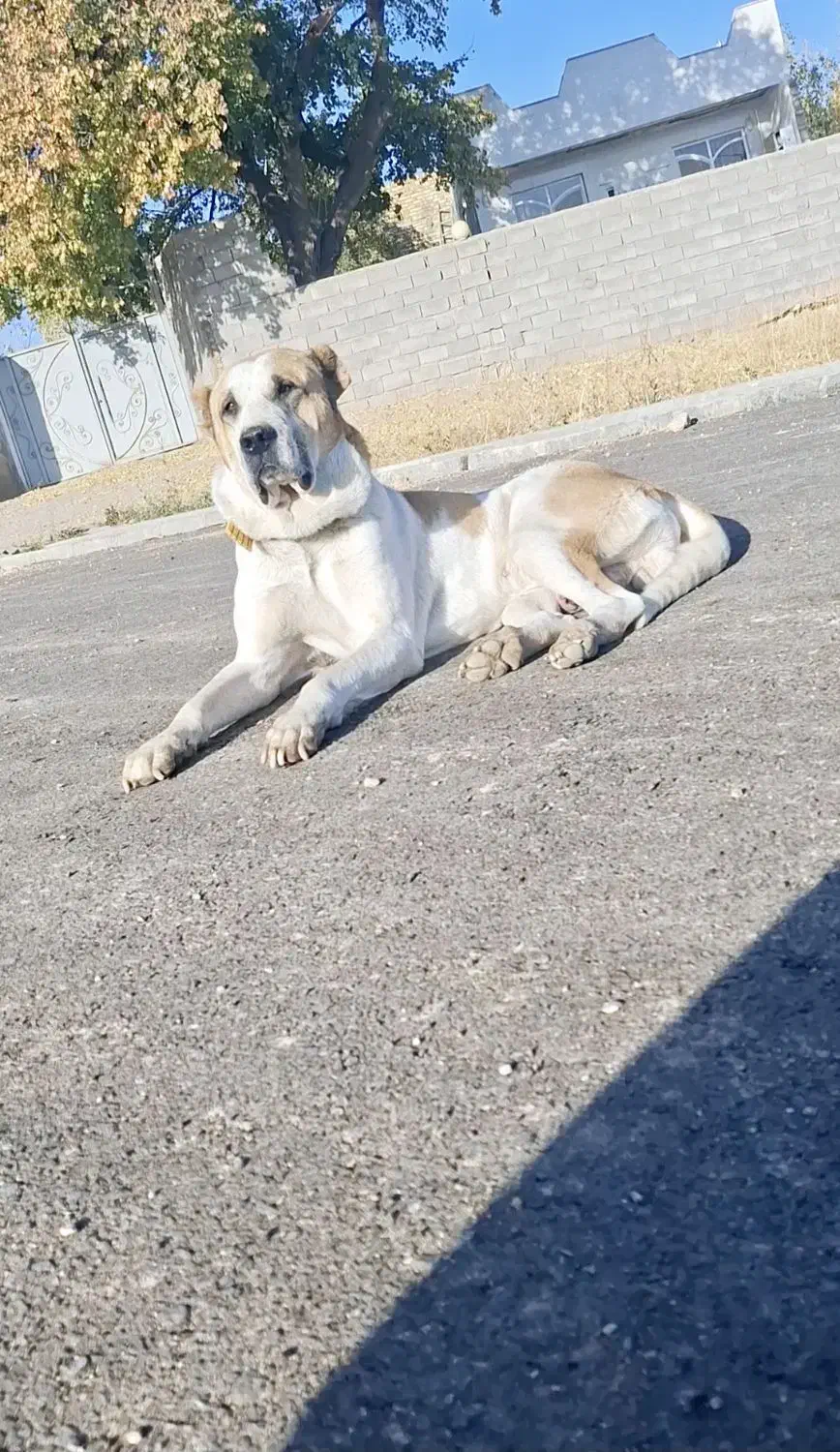 واگذاری سگ|سگ|سجاس رود, |دیوار